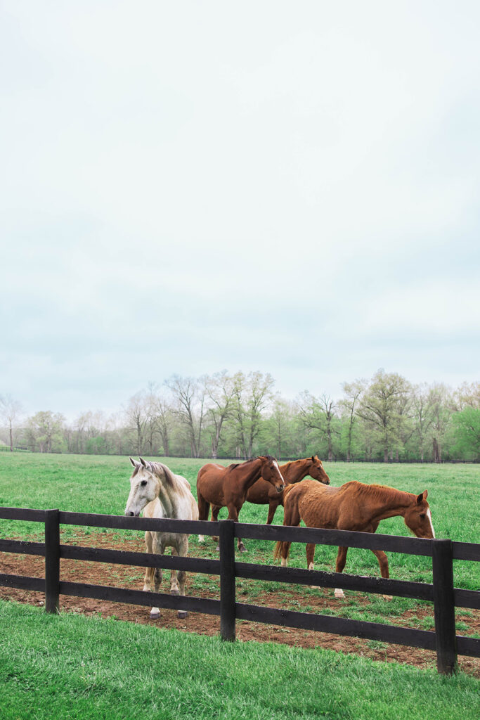 wedding welcome party, barn party, wedding design, virginia wedding, country wedding, luxury wedding, horses