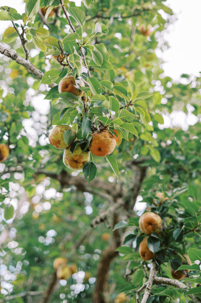 private estate wedding, tented wedding, wedding flowers, wedding, luxury wedding planner, luxury wedding, wedding design and planning, wedding planner, wedding reception, pears, pear tree